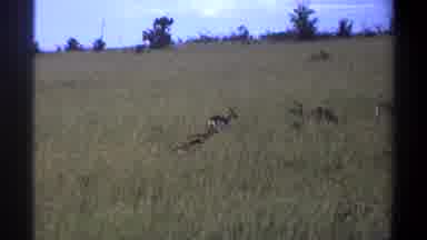 Lagos Nigeria (1969): Some Deer Or Antelope Grazing In A Grassy Field With Trees