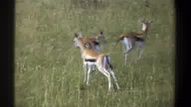 Lagos Nigeria (1969): Three Black Tail Deers Are Relaxing On The Green Grass