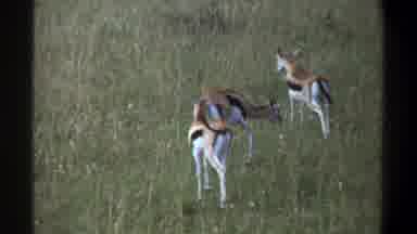 Lagos Nigeria (1969): Three Young Fawns Venturing Out Alone