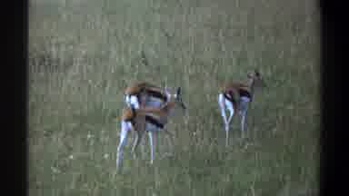 Lagos Nigeria (1969): Animals With Swishing Tails Herd Together And Lick