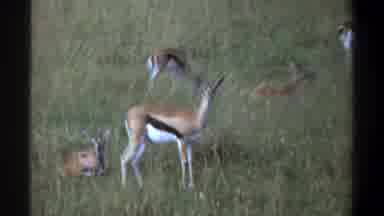 Lagos Nigeria (1969): Wild Deer With Wagging Tails Wonder Through Tall Grass