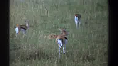 Lagos Nigeria (1969): Animals With Swishing Tails Graze On A Grassland During