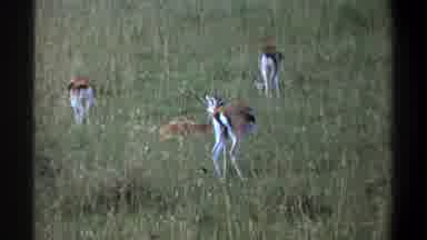 Lagos Nigeria (1969): A Bird On Top Of A Branch Overlooking Baby Deer In The Field