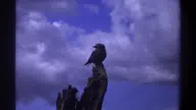 Lagos Nigeria (1969): Birds Are A Group Of Endothermic Vertebrates Constituting