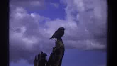 Lagos Nigeria (1969): Chickadee Sparrow Bird Perched On Tree Trunk Peacocks In