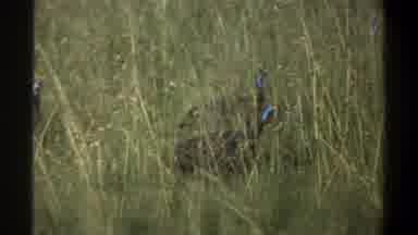 Lagos Nigeria (1969): An Unknown Animal Walks Among Some Tall Grass With Others
