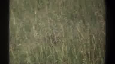 Lagos Nigeria (1969): Rabbits Are Moving In The Tall Grasses In The Day Time
