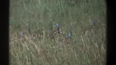 Lagos Nigeria (1969): A Group Of Small Rabbits Move Among Some Tall Grass