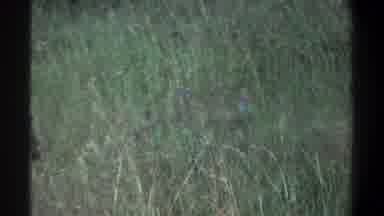 Lagos Nigeria (1969): Peacock Bird And Buffalo Animal Are In The Karen Peacefully