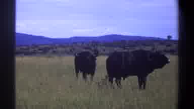Lagos Nigeria (1969): Pair Of Gnu Standing In Tall Grass On Clear Sunny Day