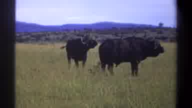 Lagos Nigeria (1969): African Buffalo In Empty Standing In Green Field With