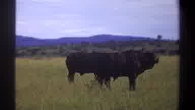 Lagos Nigeria (1969): Animals Nature Mountain Union Moment