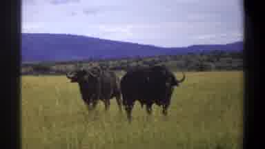 Lagos Nigeria (1969): The Rhinoceros Are In The Grass Field
