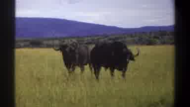Lagos Nigeria (1969): Big Bulls Herding Together In The Summer Free Of Worry And