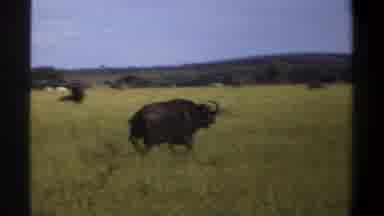 Lagos Nigeria (1969): Grass Grassland Savanna African Animal Horns Gallop Turn