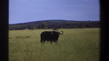 Lagos Nigeria (1969): Buffalo Walking In The Pasture Shaking Its Head In A Large