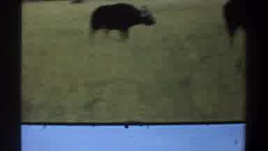 Lagos Nigeria (1969): African Cape Buffalo Savannah Grasses Sunshine Blue Sky Film