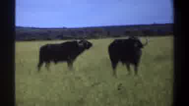 Lagos Nigeria (1969): Large Buffalo And Elephant Standing In Tall Grass On Clear