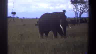 Lagos Nigeria (1969): Camera Watches African Elephant Wave Tail And Tusks In
