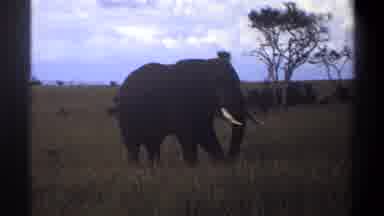 Lagos Nigeria (1969): A Single Elephant Standing In The Serengeti With Beautiful