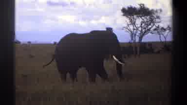 Lagos Nigeria (1969): An Elephant Grazes On Grass