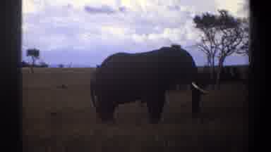 Lagos Nigeria (1969): Elephant In An Open Grass Field Walking Swinging Its Trunk
