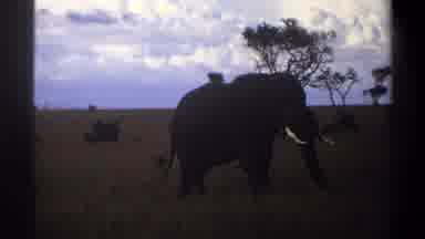 Lagos Nigeria (1969): Elephant Grazing On A Cloudy Day In Its Natural Habitat