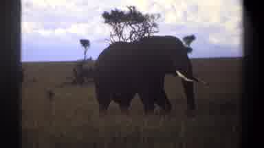 Lagos Nigeria (1969): A Large Elephant With Tusks Is Walking Through A Grass Field