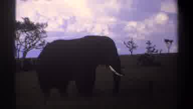 Lagos Nigeria (1969): Elephant In Wildlife Safari Setting With Beautiful Clear