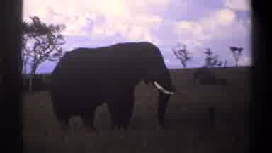 Lagos Nigeria (1969): Elephant Eating Grass In Savanna On Cloudy Day While