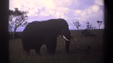 Lagos Nigeria (1969): Elephant Tusks Trees Blue Sky Clouds Roaming Eating