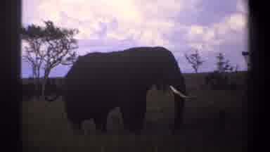 Lagos Nigeria (1969): Large Elephant Roaming Around In A Open Green Grassy Field