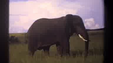 Lagos Nigeria (1969): Elephant Roaming In The Wild With Trunk Swinging In Wind