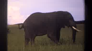 LAGOS NIGERIA-1969: An Elephant Swings Its Tail Happily
