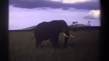 Lagos Nigeria (1969): Elephant Digging In The Ground