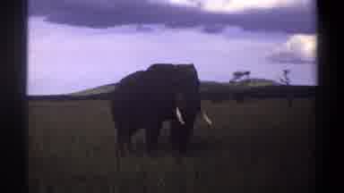 Lagos Nigeria (1969): Elephant Swinging Tail In His Natural Habitat