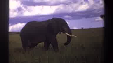Lagos Nigeria (1969): Adult Elephant Bull Walking Through Grassland Tusks