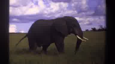 Lagos Nigeria (1969): Elephant Is Really Defensive As Cameraman Films It Roaming