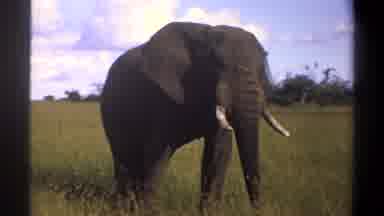 Lagos Nigeria (1969): Big Elephant In Nature Wagging Its Ears And Tail On A Sunny
