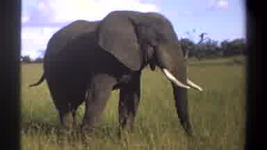 Lagos Nigeria (1969): View Of Elephant Walking In Grass Field On Clear Sunny Day