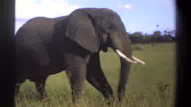 Lagos Nigeria (1969): Elephant Walking Through Grass Field