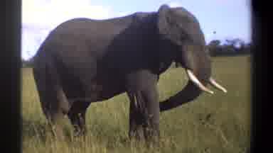 Lagos Nigeria (1969): Wild African Elephant Turns Toward The Camera And Flaps Its