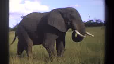 Lagos Nigeria (1969): Happy Elephant Walking And Waving Trunk In Its Natural