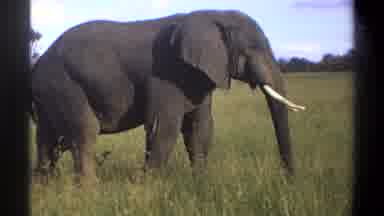 Lagos Nigeria (1969): Large Elephant Peacefully Enjoying A Slow Walk In The
