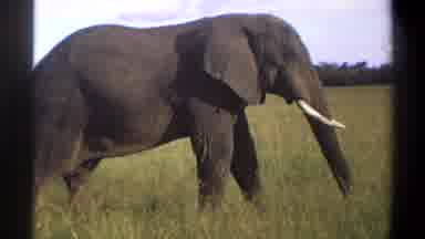 Lagos Nigeria (1969): Elephant Walks Around