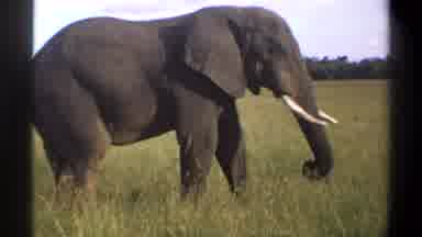 Lagos Nigeria (1969): African Elephant Feasting On Delicious Grass Using His Truck