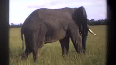 Lagos Nigeria (1969): A Large Elephant Is Casually Walking Through Pasture With