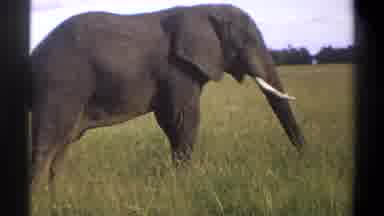 Lagos Nigeria (1969): Large Grey Elephant With Tusks Stands In A Field Of Tall