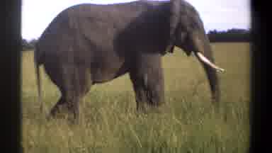 Lagos Nigeria (1969): Grey Large Elephant Grazing In The Field Of Tall Grass