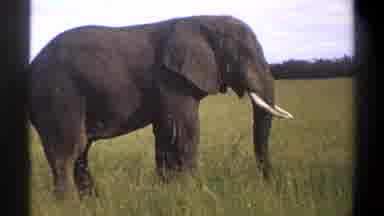 Lagos Nigeria (1969): Large Elephant On The Plains Of Africa Searching For